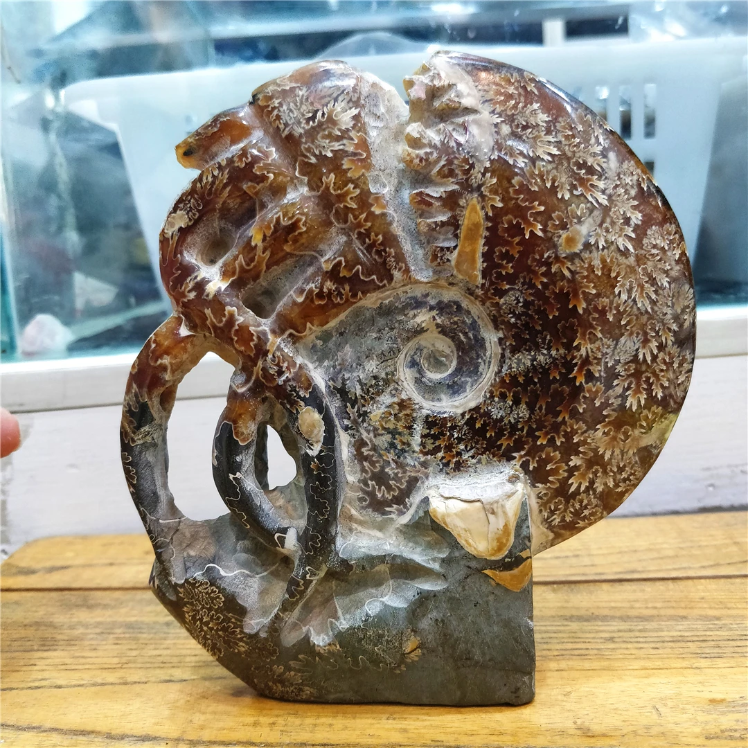 

Натуральный спиральный аммонит, ископаемый аммоноид, минеральный камень, резьба, осьминог, ручная работа, рисование, коллекция искусства, в...