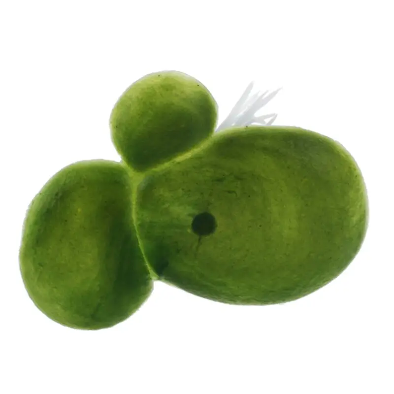 Искусственное растение для аквариума плавающее пластиковое зелено-белое | Дом и