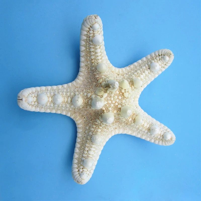 2pcs Natural Starfish Sea Star shell Making DIY Craft Decor | Дом и сад