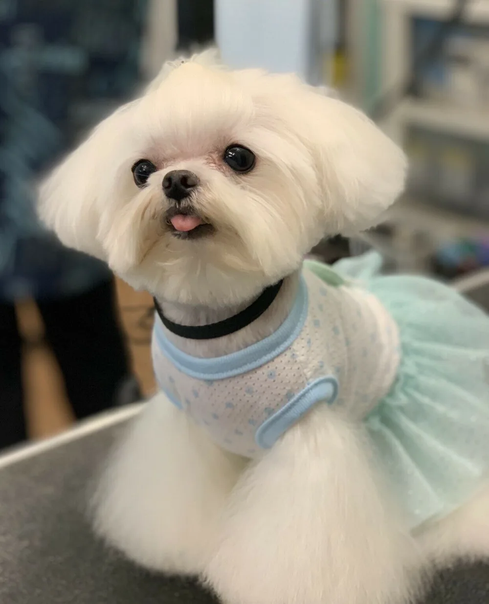 Petstyle, платья для собак с блестками, одежда для кошек, одежда для собак и кошек, Йоркская Мальтийская чихуахуа, весна-лето