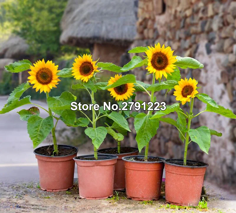 50pcs Plastic Grow Box Fall Resistant Seedling Tray For Home Garden Plant Pot Nursery Transplant Pots Flower Trays | Дом и сад