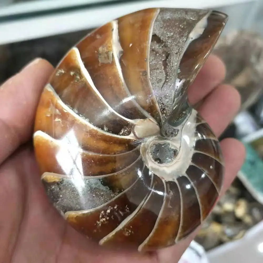 

Натуральный Полированный nautilus Snail Fossil Conch аммонит окаменелость для украшения 300 г