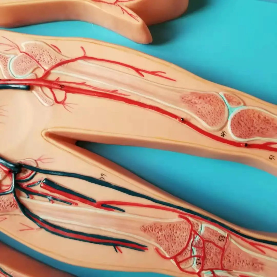 Анатомическая модель системы кровообращения ISO | Канцтовары для офиса и дома