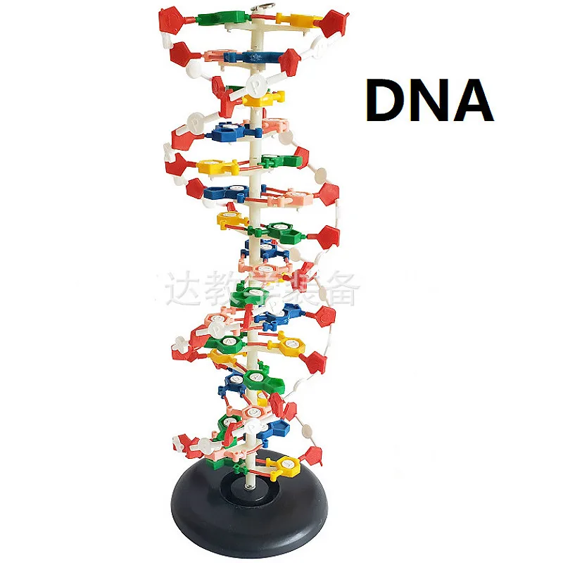 

DNA double helix structure model 60cm cm cm genetic biology teaching instrument