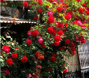 Rosa, альпинизма, растения, polyantha Rose, платье с цветочным узором в китайском карликовые деревья, альпинизма, розы, сад, 200 шт./пакет - Цвет: 10