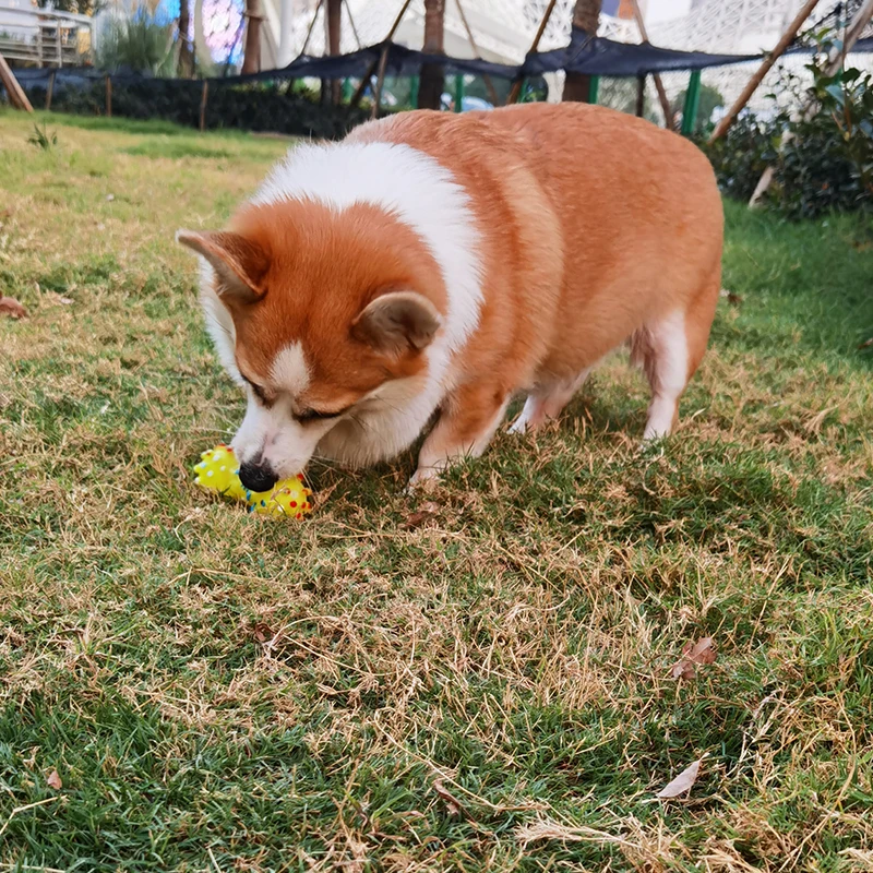 

1pcs Pet Dog Cat Puppy Sound Polka Dot Squeaky Toy Resistant To Bite Rubber Dumbbell Chewing Funny Toy Random Color