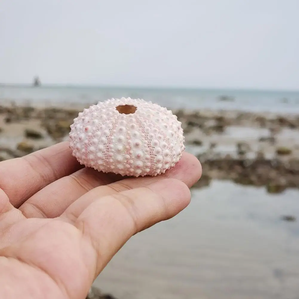 

4Pcs/set Color Random Natural Shell Conch Natural Shell Crafts Decoration Special Tourist Area Crafts Accessories Aquarium A5S4