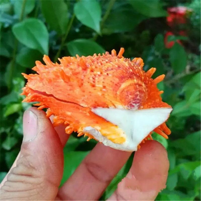 Ракушки из натуральных ракушек ракушки для аквариума украшение дома морские