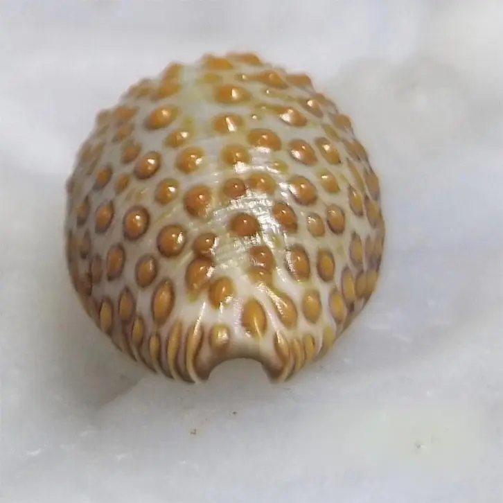 

Natural Rare Conch Collection 2.2 cm Farm Bun Conch home decoration