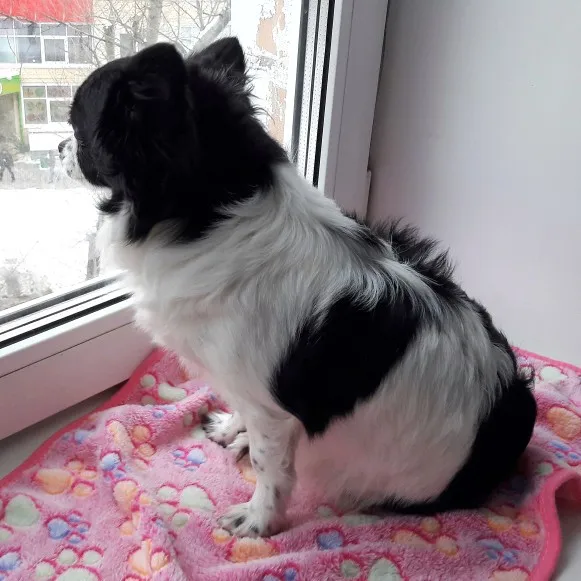 Одеяло для собак или кошек одеяло домашних питомцев теплое мягкое пушистое s