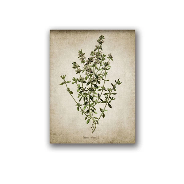 Винтажный художественный постер на холсте с изображением трав орегано розмарин