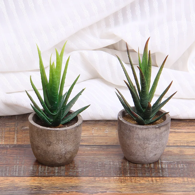 Суккуленты и кактус растения suculentas бонсай Искусственные суккуленты магазин