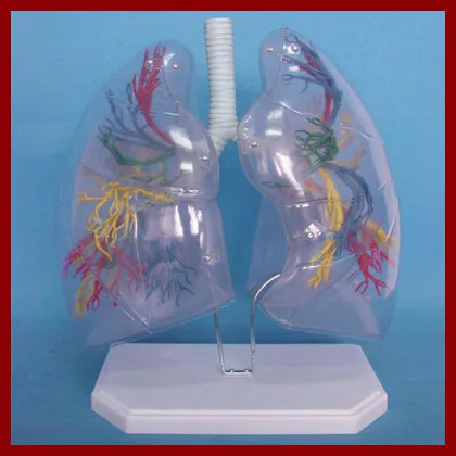 Transparent Human Lung Segment Model Lung Anatomy Bronchial Tree Model Thoracic Surgery Respiratory Specimens