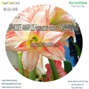 3 Ngryise 5 шт. набор Hippeastrum rutilum Amaryllis - Цвет: 3