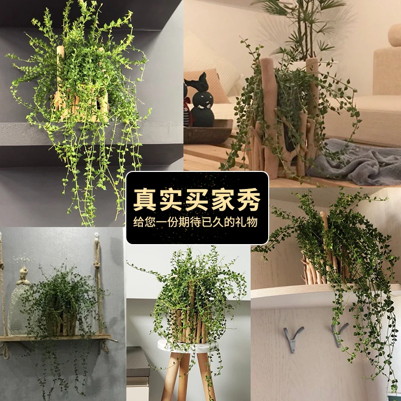 Деревянная Скандинавская гидропонная стеклянная ваза ручной работы украшения