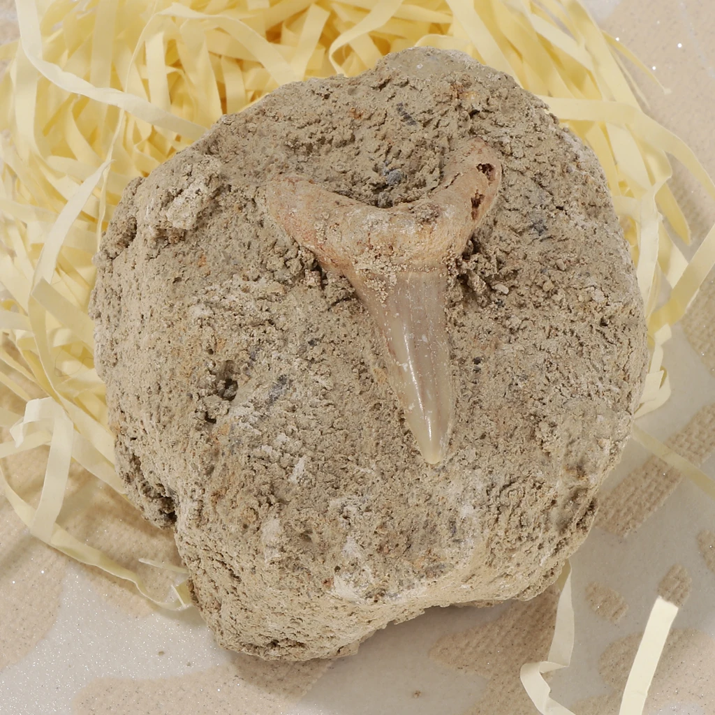 Коллекция минералов Rock образец Зубов Акулы развивающая научная игрушка | Игрушки