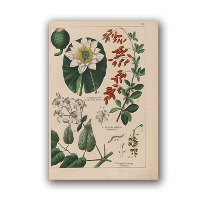 PH5994 Botanical коллекция винтажные плакаты и принты травы 1898s русский язык стены искусства картины холст живопись Домашний Декор стены - Цвет: PH5994