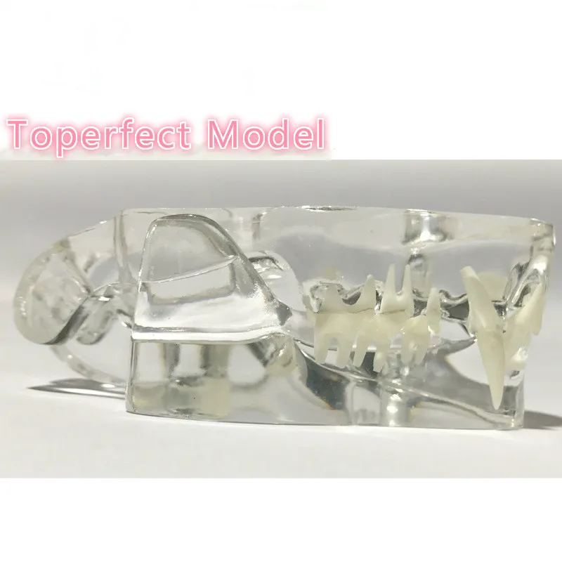 Анатомическая патология кошек модель челюсти медицинская Анатомия рот и зубы