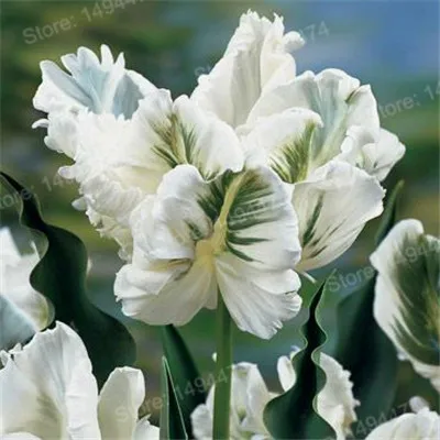 Бургундия 100pcs Tulip flores White Blue Purple mixed color Flower plantas bonsai flower plante colorful plants for home garden - Цвет: Бургундия