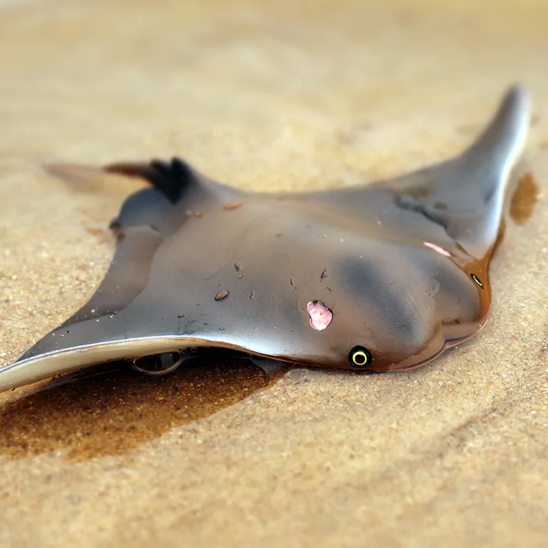 1 шт. морские животные Манта Рей модели фигурки игрушки симуляция морская жизнь