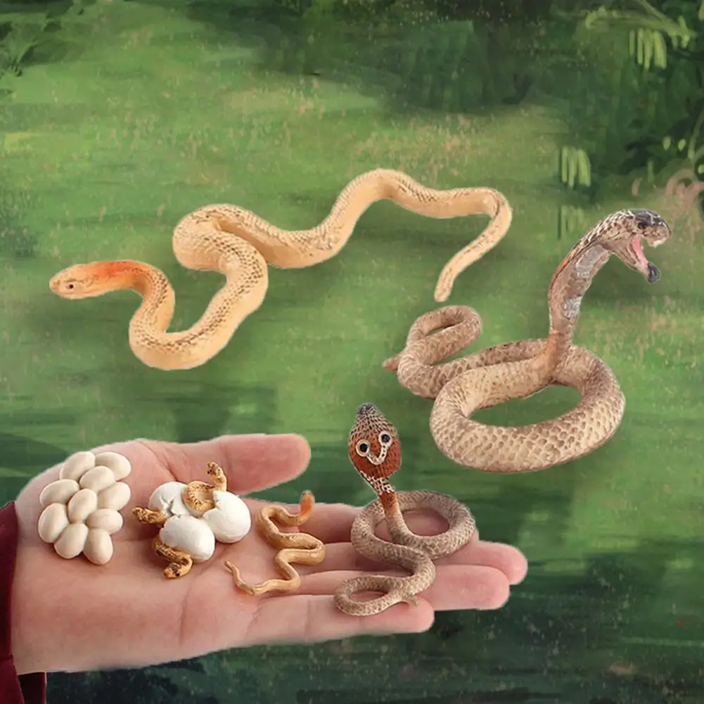 

Growth Cycle Model Toy Snake Children's Simulated Wild Animal Model Reptile Boa Constrictor Cobra Rattlesnake Snake la biología