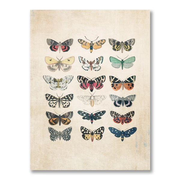 

Винтажный плакат с бабочками Ilan grace