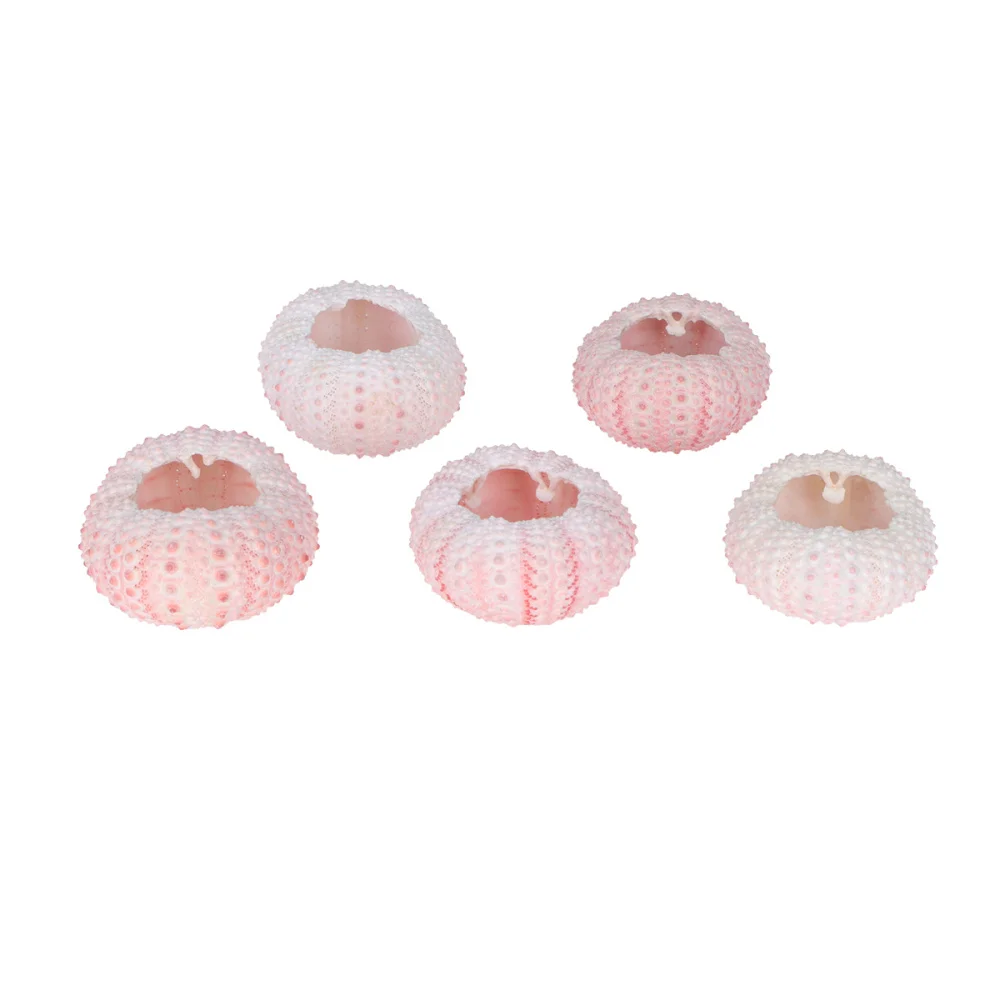 Морские раковины Urchin прочные красивые маленькие горшки для посадки растений DIY