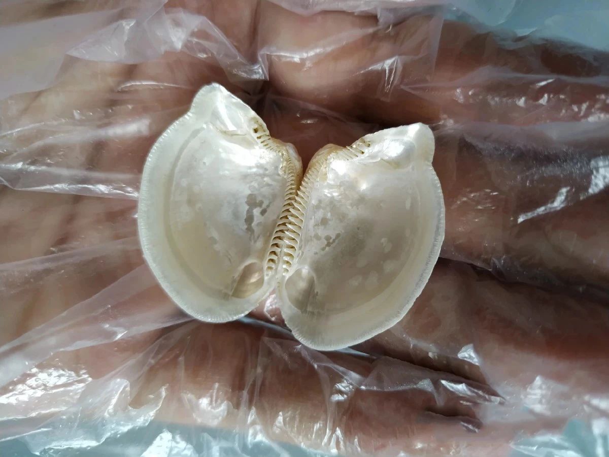 

Natural selection of exquisite collections of collectible shells