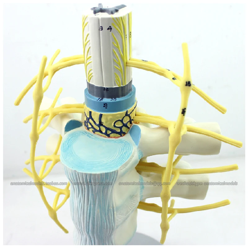 

12389 / Plastic Human Thoracic Spinal Cord Spinal Nerve Model, Medical Science Educational Anatomical Models