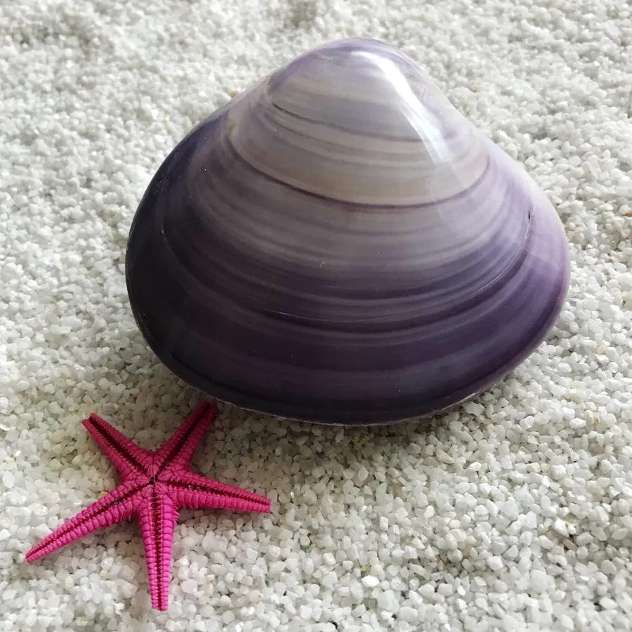 Aqumotic натуральный двойной раковины Purpura раскладушка Рыбы Аквариум ландшафтное украшение индонезийский Sanguinolaria