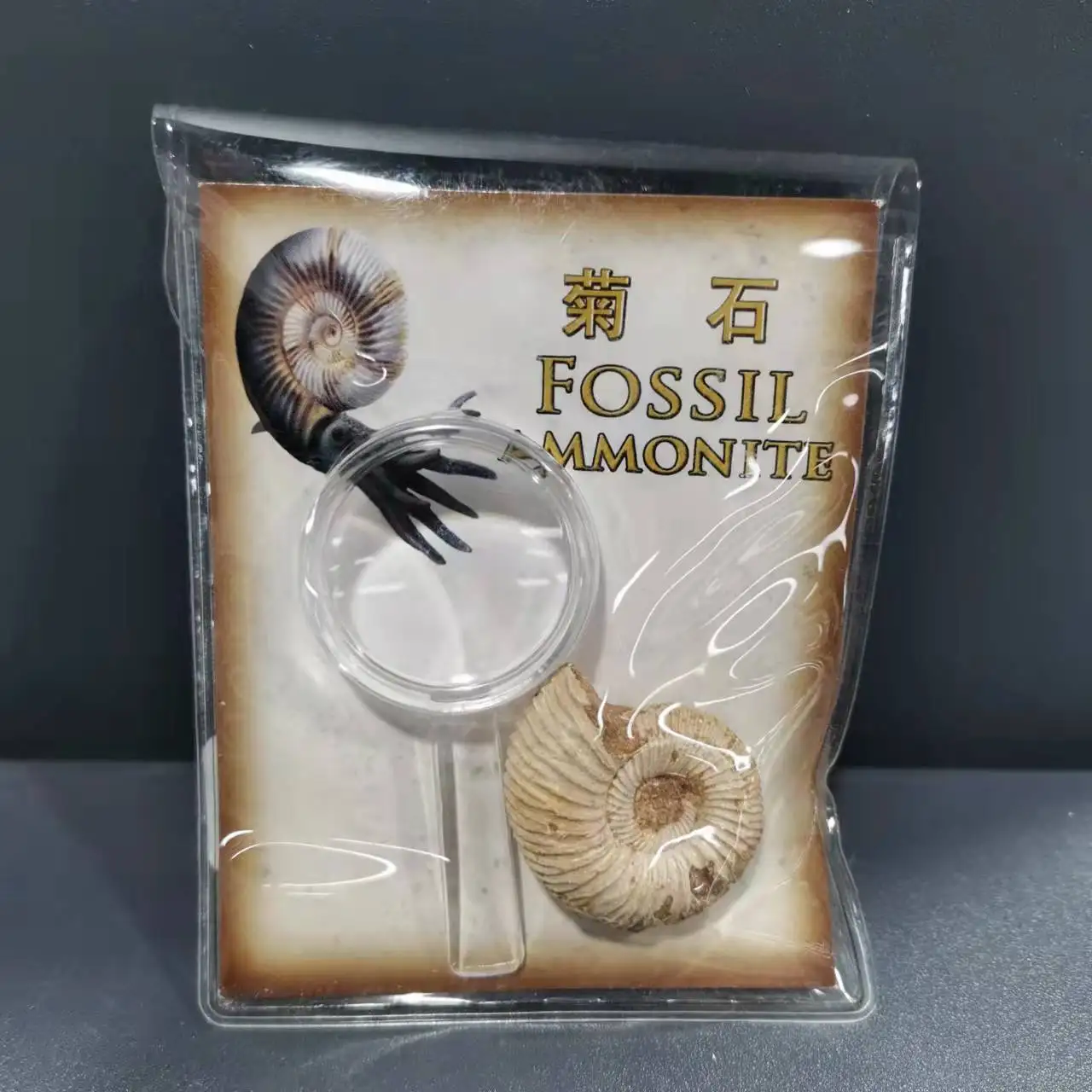 

Natural Ammonite conch Specimen for teaching