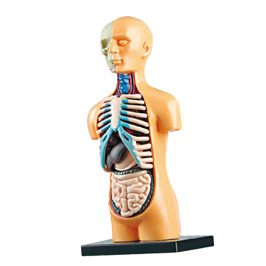 Человека для тела демонстрация на модели со съемными органы Анатомия человека