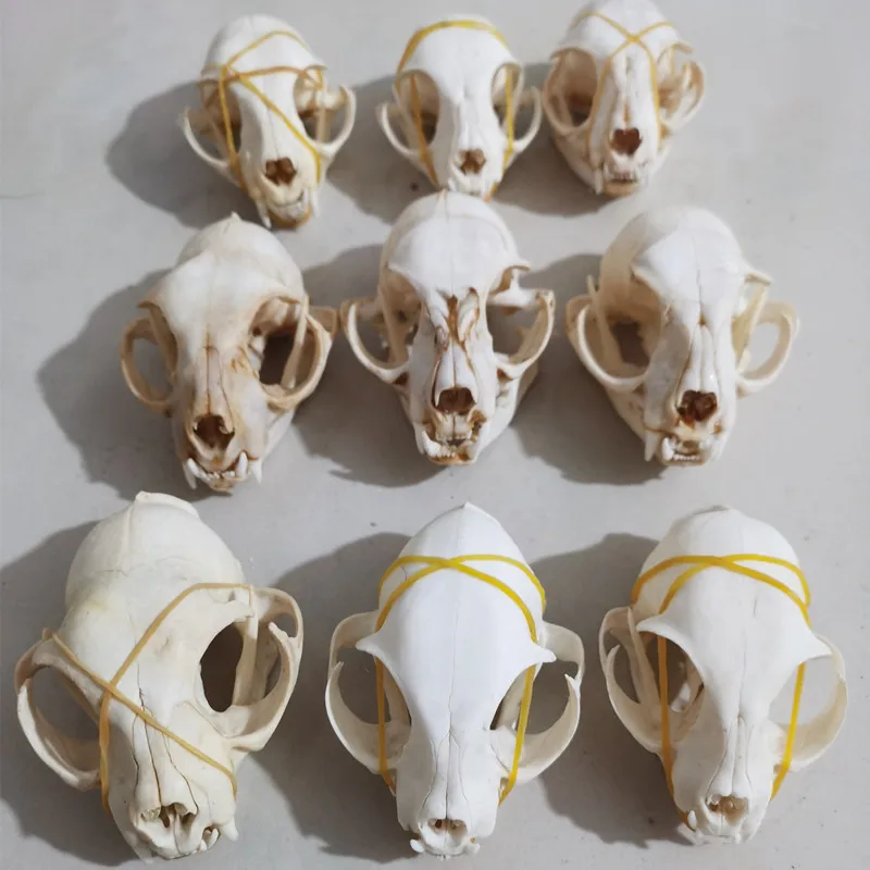 3-50pcs real animal Skull specimen Defective Different defective specimens |