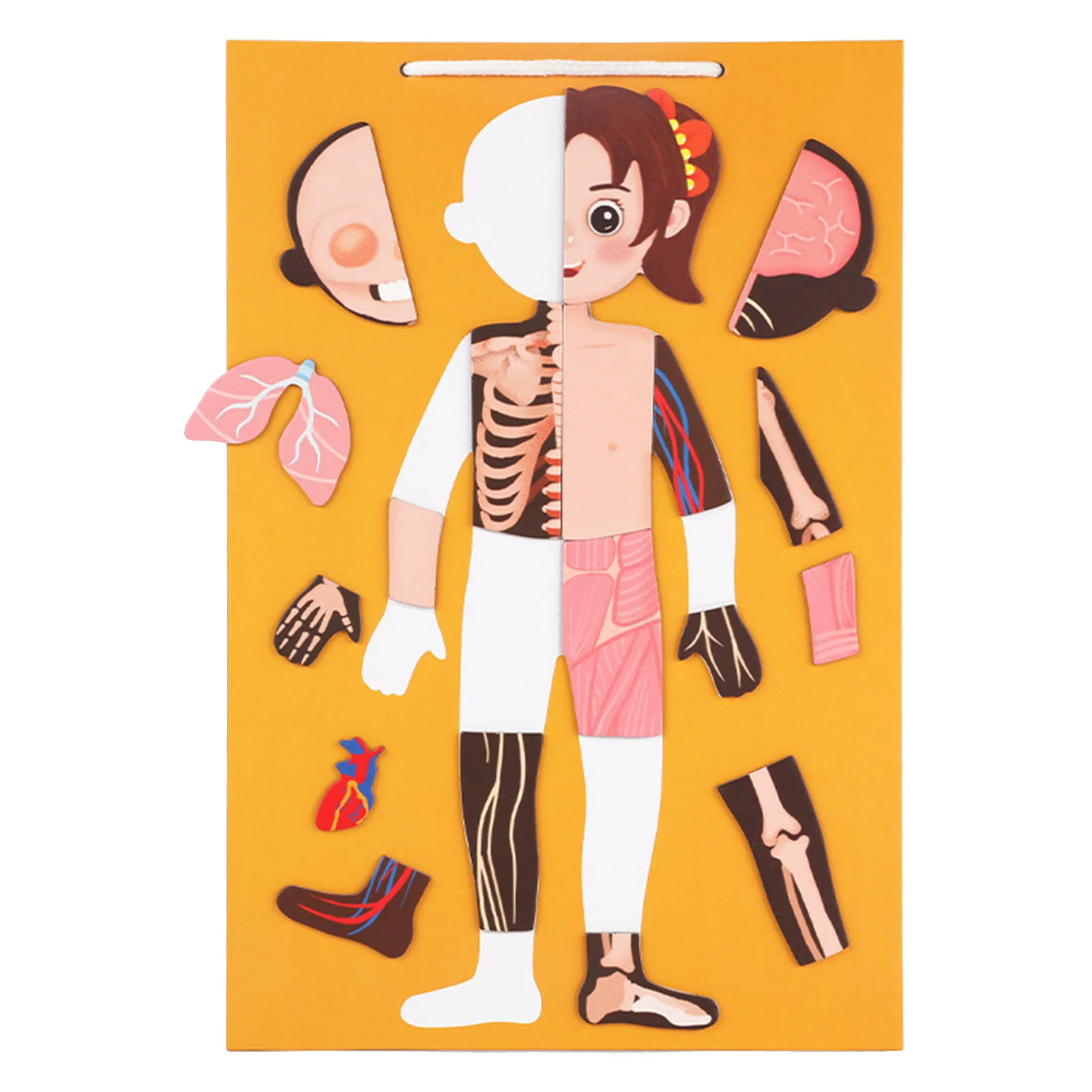 

Wooden Puzzle Toys Children Body Structure Puzzle Cognition Double-sided Early Educational Safety Matching Puzzle Toy