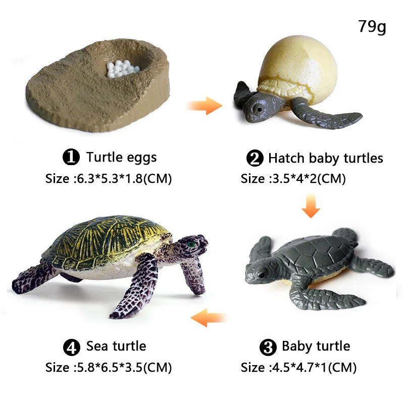 Имитация животных цикл роста насекомое жизненный лоток для пола фигурка из ПВХ