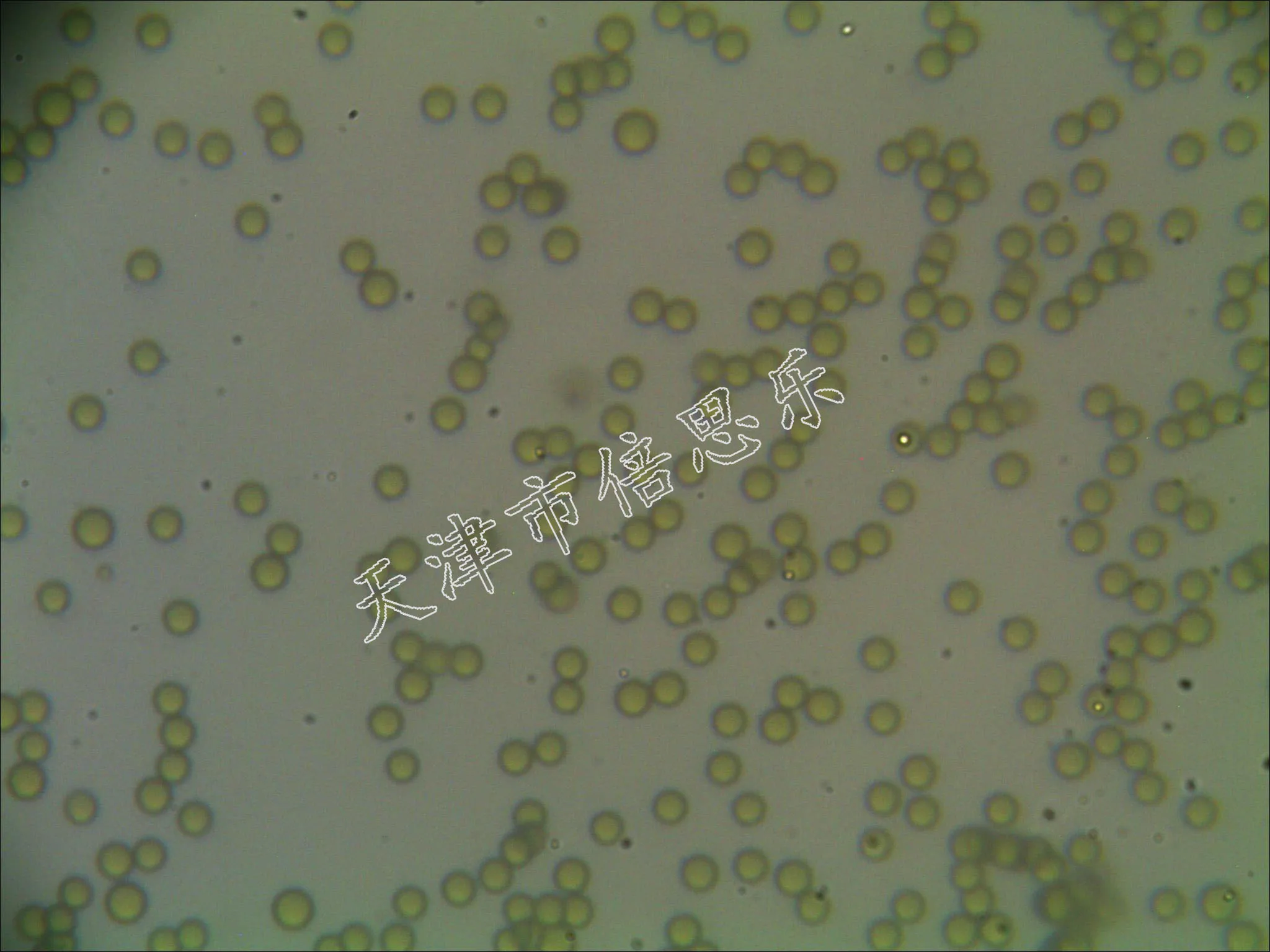 Монодисперсные цветные латексные микросферы/красный синий желтый