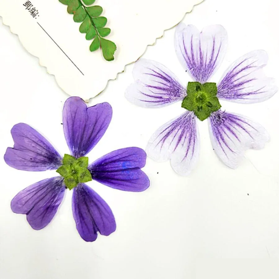 60 шт. прессованный высушенный цветок Malva Sinensis Cavan гербарий из растений для