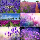 Алмазная вышивка RUOPOTY, распродажа, алмазная 5D картина сделай сам, полноразмерная мозаика с лавандой, картина с цветами, подарок сделай сам