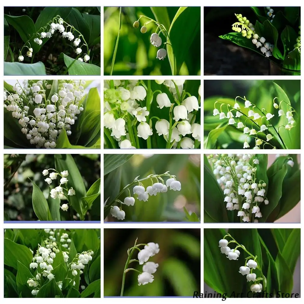 

5D Diy Diamond Painting Lily of The Valley Full Round Square Drill Embroidery Cross Stitch Kits Flower Mosaic Picture Home Decor