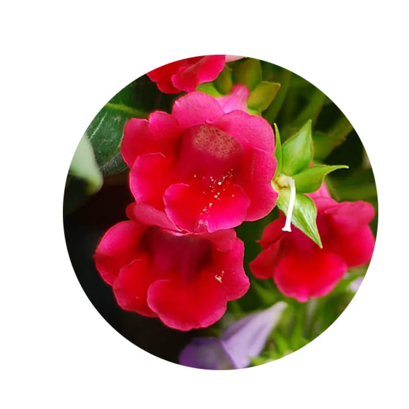 Новое красивое растение красные цветы узоры 8 мм 10 1 2 // 20 мм/25 круглые фото стекло