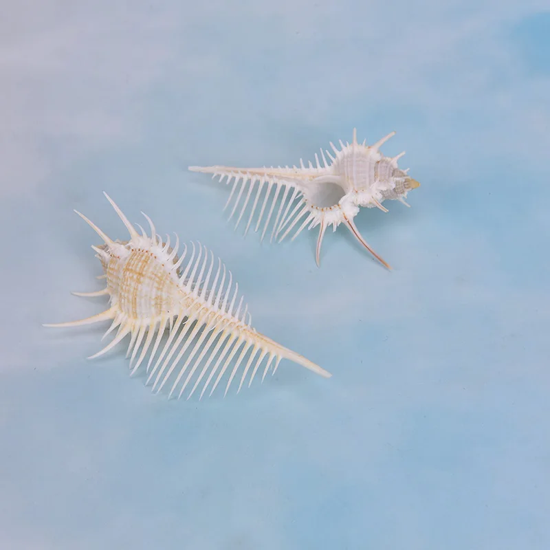 Природные морские раковины мурекс рамосус ракушки 5 14 см для украшения дома