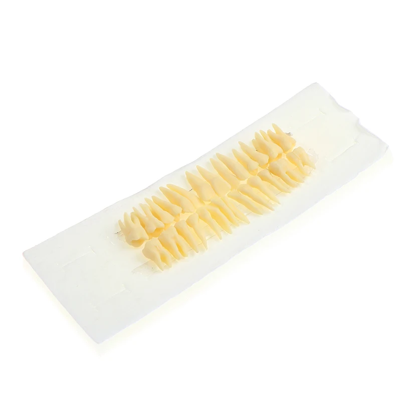 

28X Resin Full Mouth False Tooth Model Dental Oral Permanent With Root Simulated