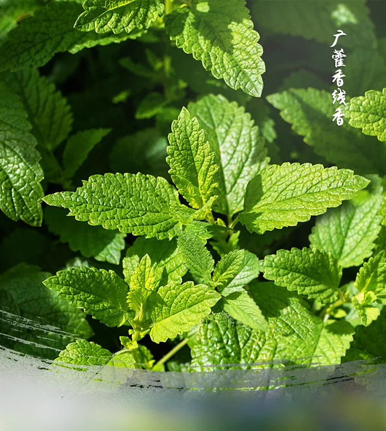 Высокое качество пачули индийские ароматические палочки 20 палочки/трубка