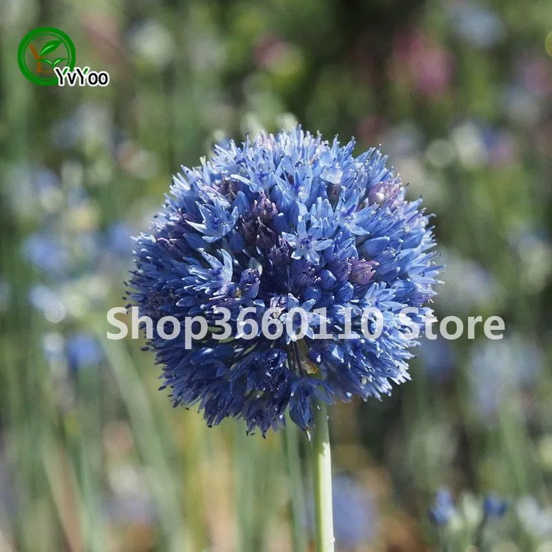 100 шт./упак. Seedsplants Giant Allium Giganteum красивый цветок-бонсай садовое растение в уровень почкования 95% редкий цветок для малыша