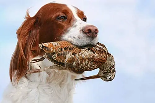 

Spaniel Retrieving A Game Bird Metal Sign Novelty Man Cave Home Wall Decoration 12X16 inch