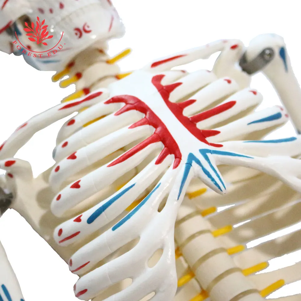 Модель человеческого скелета 85 см цельное тело с отметкой мышечного