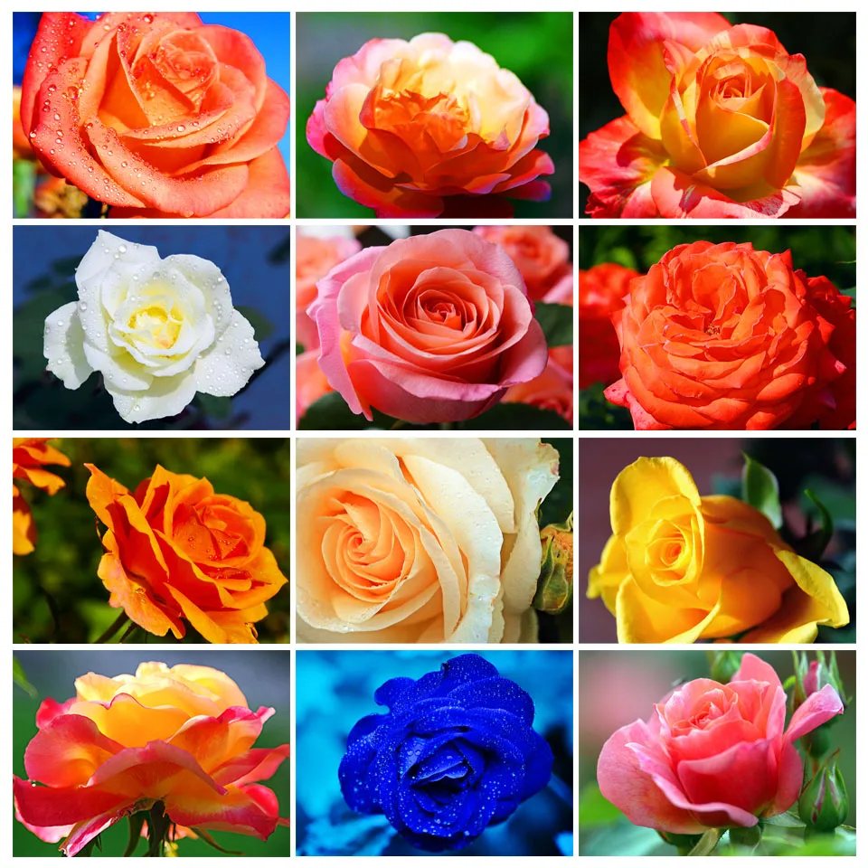 5D алмазная живопись «сделай сам», мозаика с цветами и розами, художественная картина, Набор для вышивки, квадратная и круглая роспись, украш...