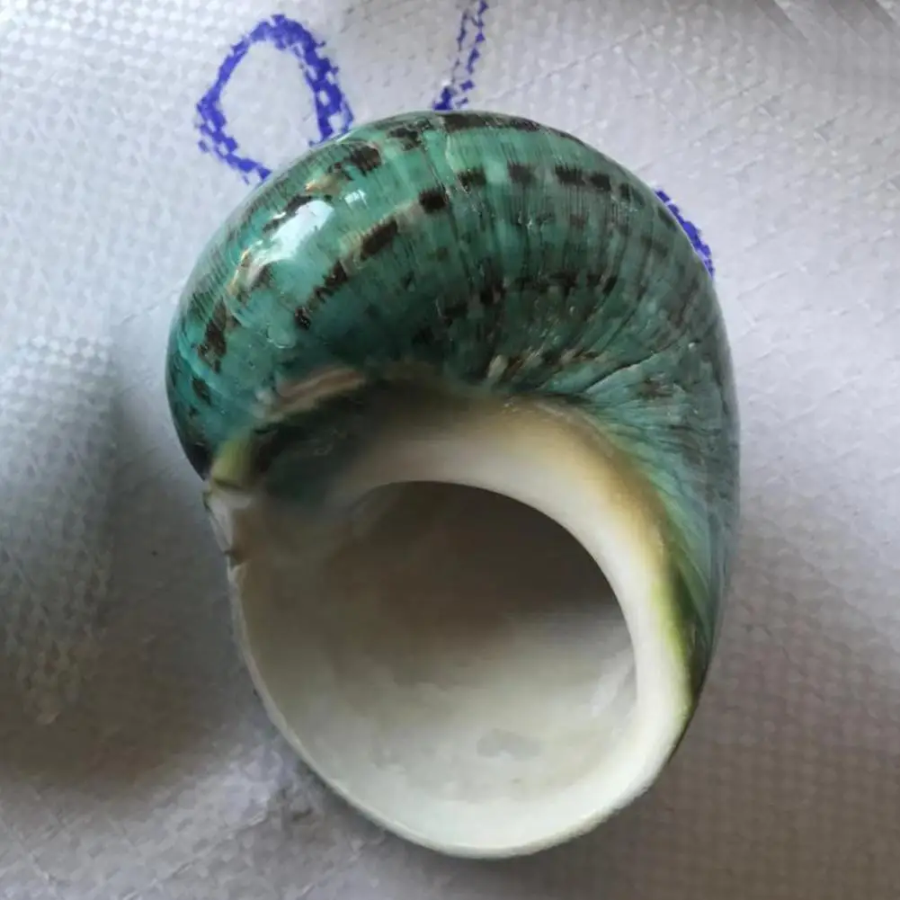

HOT SALES!!! Lovely Green Rare Seashell Conch Ornament Desktop Fish Tank Decoration Gift