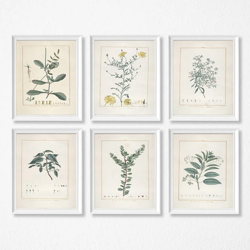 Ботанические исследования винтажные плакаты и принты античные французские