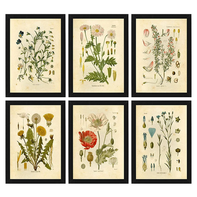 

Vintage Wild Plant Posters Botanical Flower Peony Art Print Pictures Living Room Canvas Painting Aesthetic Home Decor